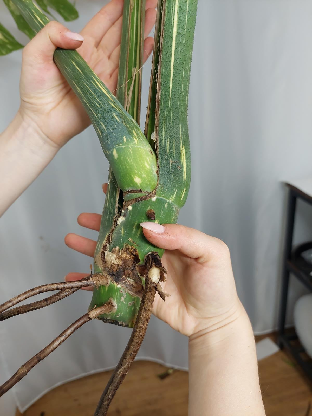 Monstera Thai Constellation XXL Steckling