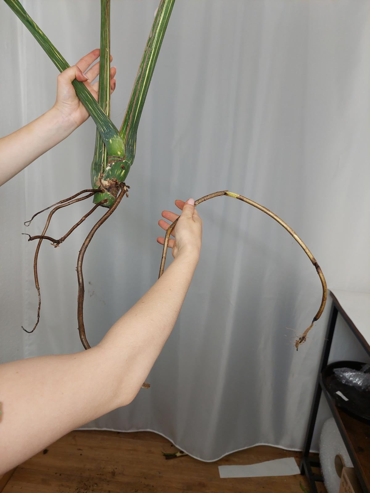 Monstera Thai Constellation XXL Steckling