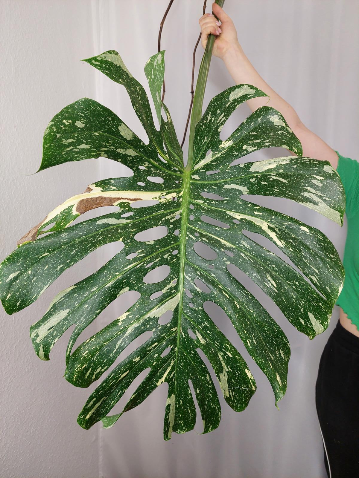 Monstera Thai Constellation XXL Steckling