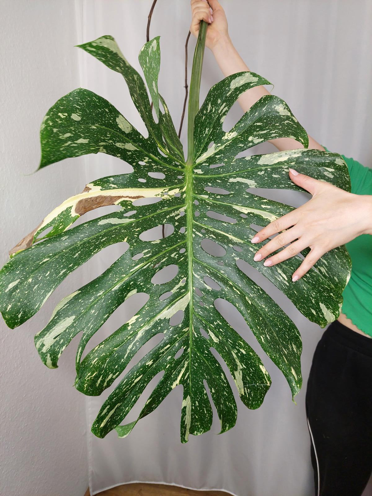 Monstera Thai Constellation XXL Steckling