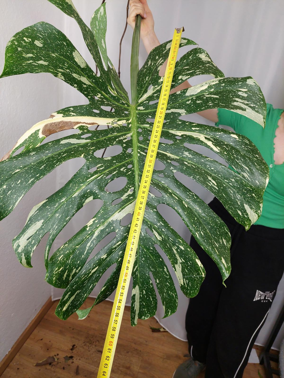 Monstera Thai Constellation XXL Steckling