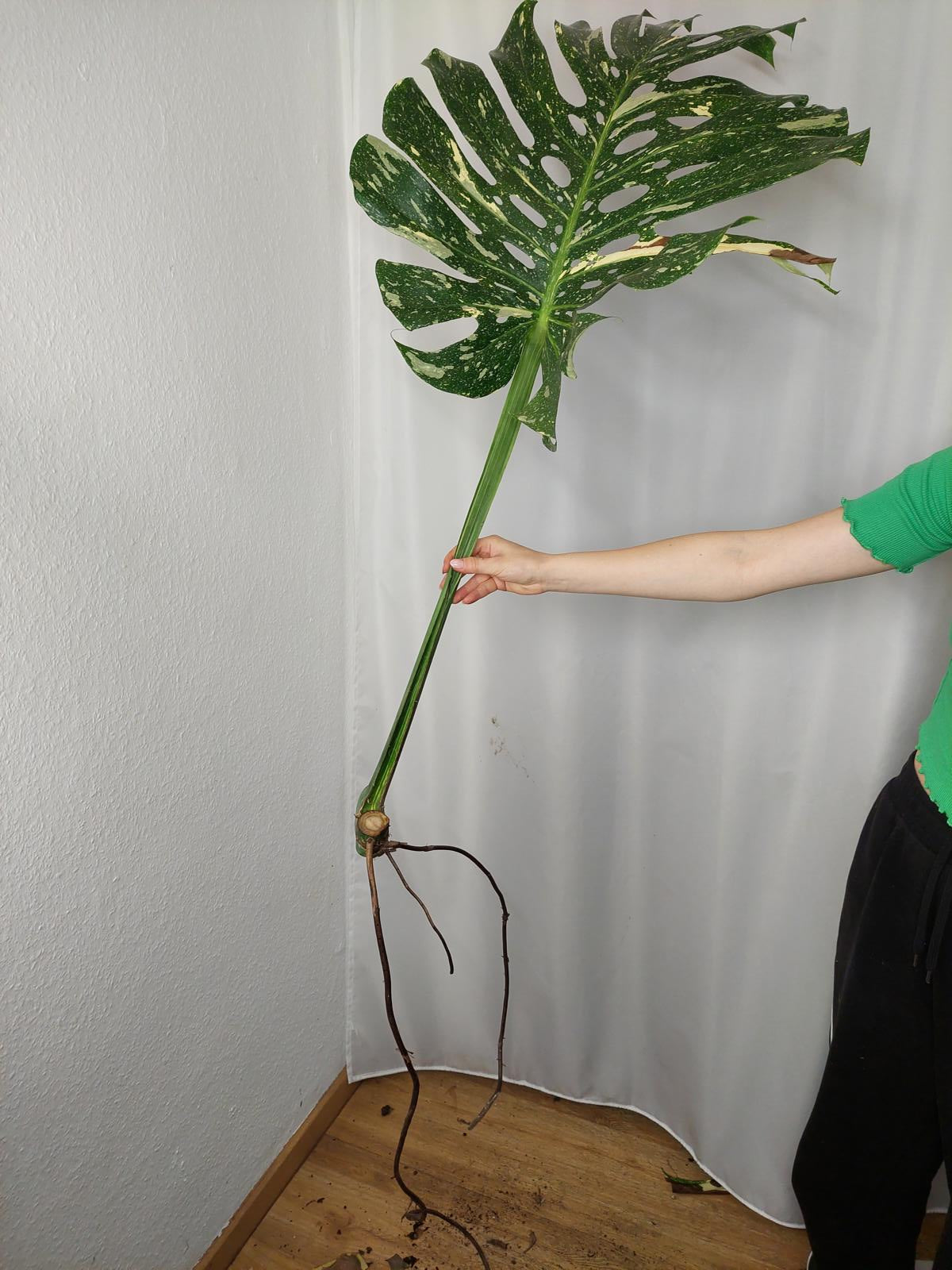 Monstera Thai Constellation XXL Steckling