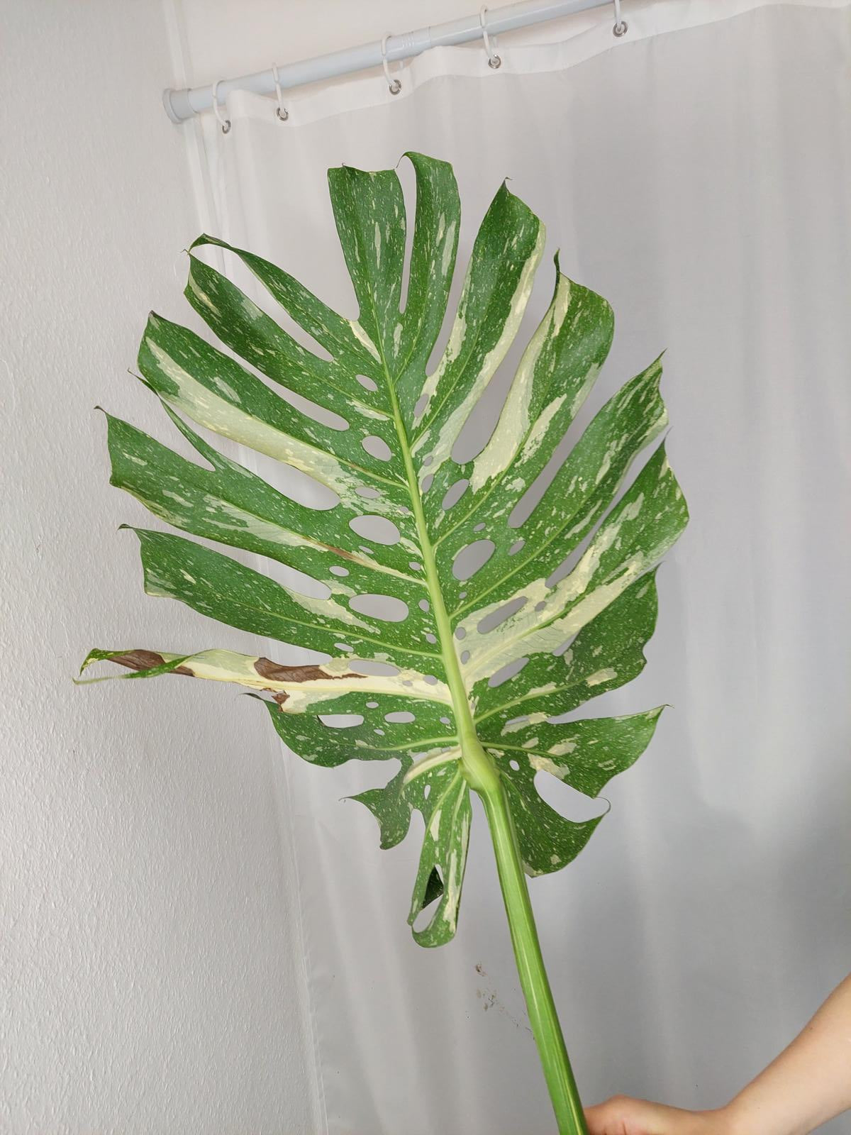 Monstera Thai Constellation XXL Steckling