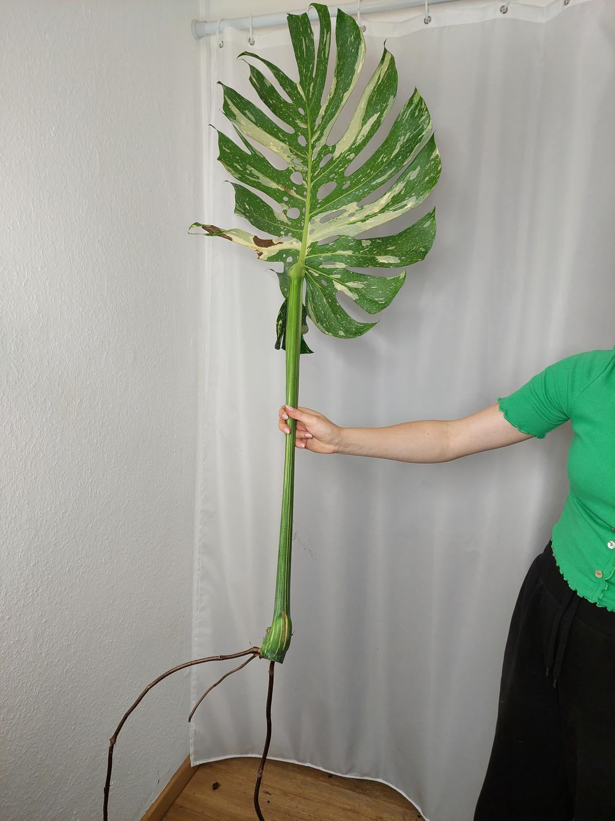Monstera Thai Constellation XXL Steckling