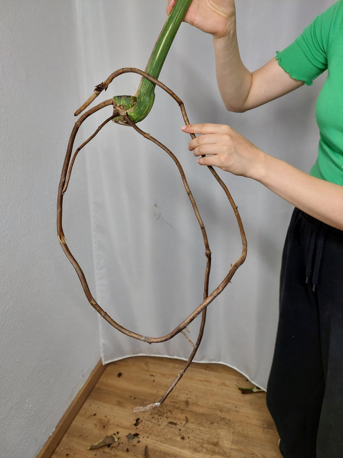 Monstera Thai Constellation XXL Steckling
