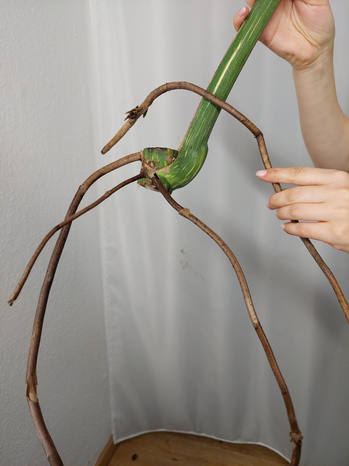 Monstera Thai Constellation XXL Steckling