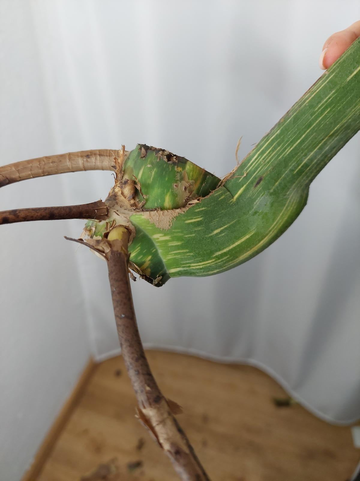 Monstera Thai Constellation XXL Steckling
