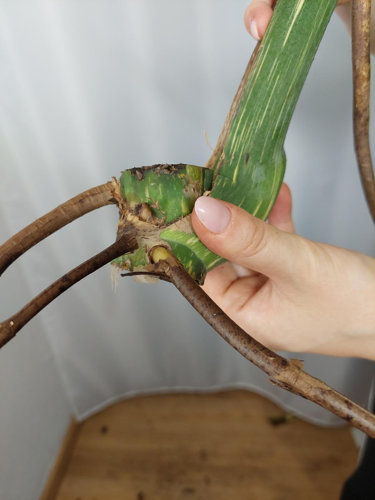 Monstera Thai Constellation XXL Steckling