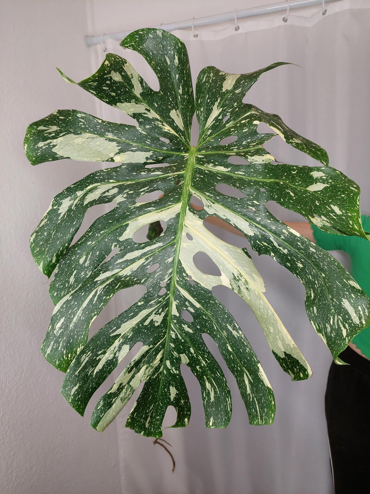 Monstera Thai Constellation XXL Steckling