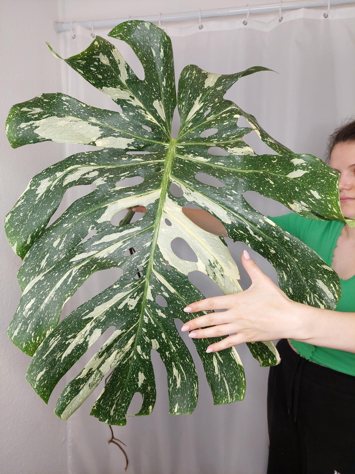 Monstera Thai Constellation XXL Steckling