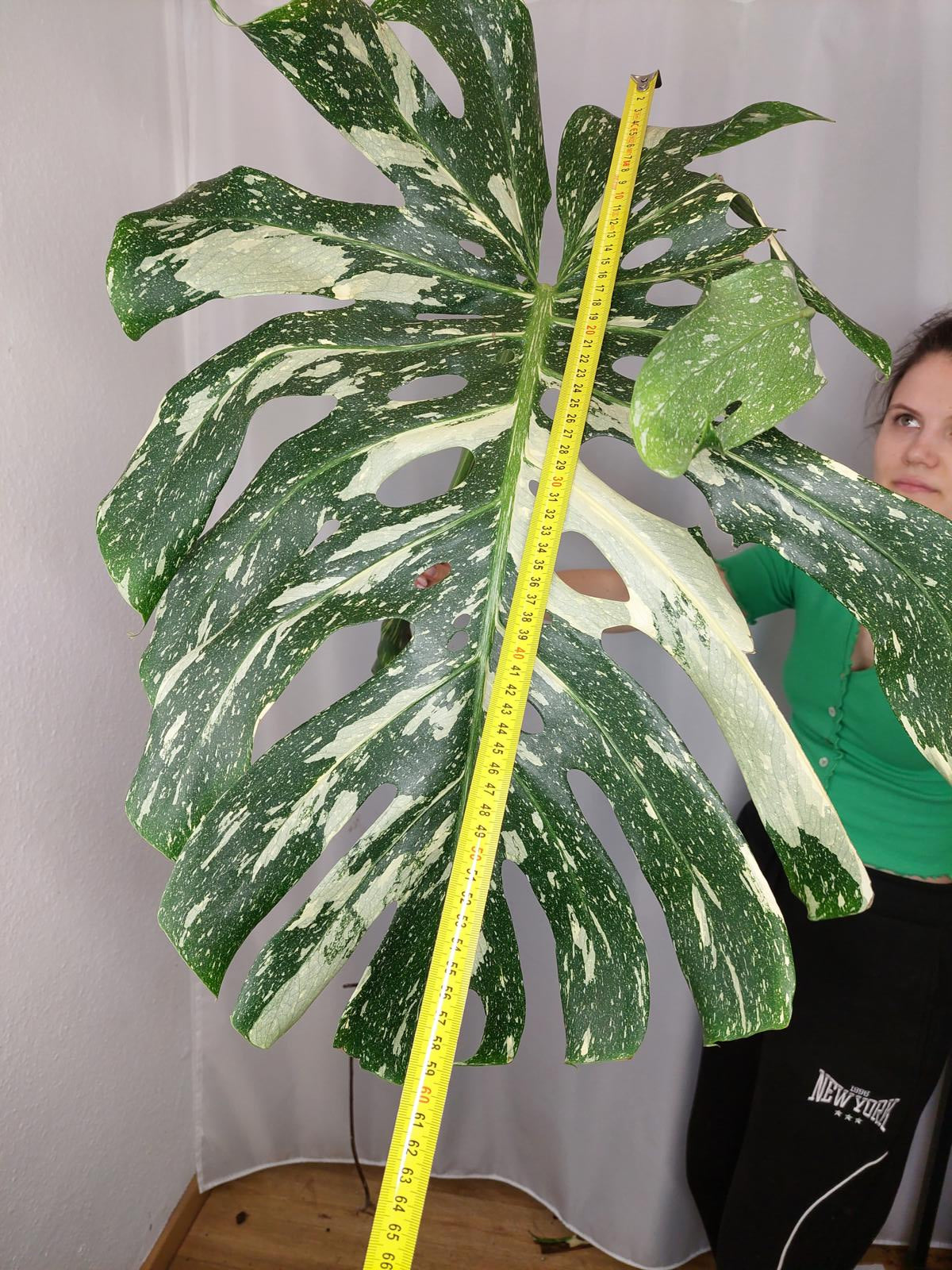 Monstera Thai Constellation XXL Steckling