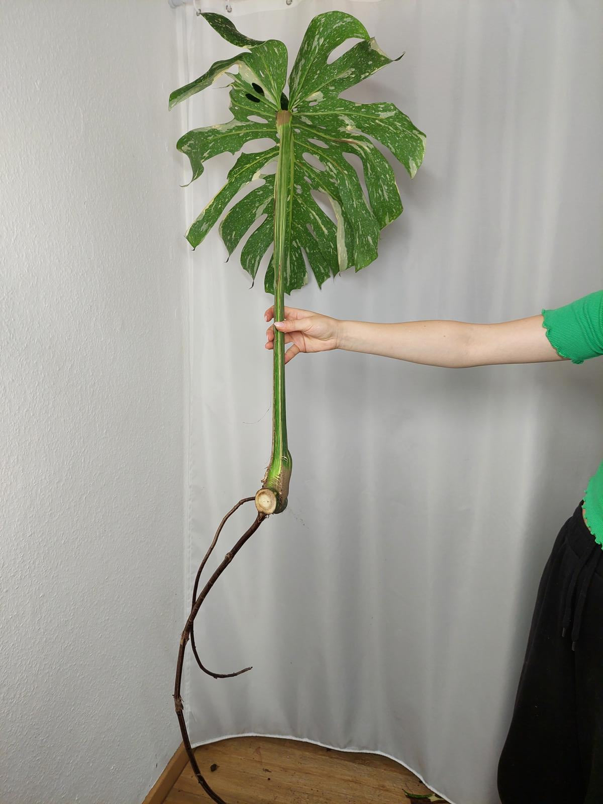 Monstera Thai Constellation XXL Steckling