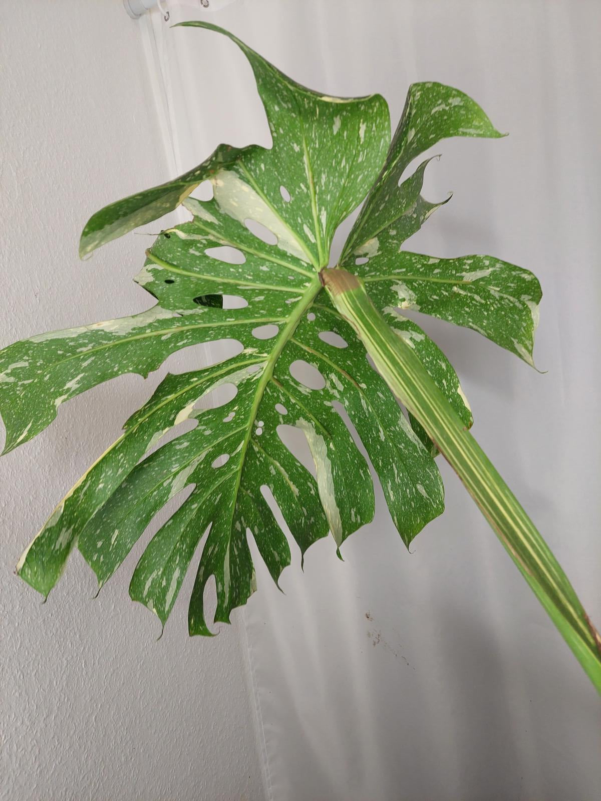 Monstera Thai Constellation XXL Steckling