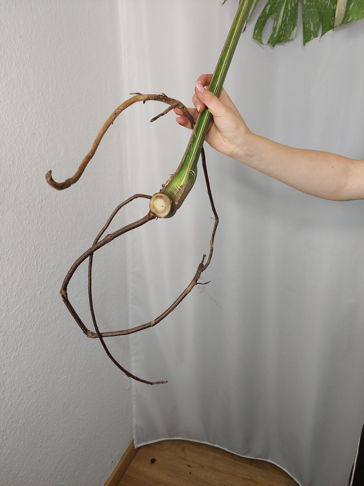 Monstera Thai Constellation XXL Steckling