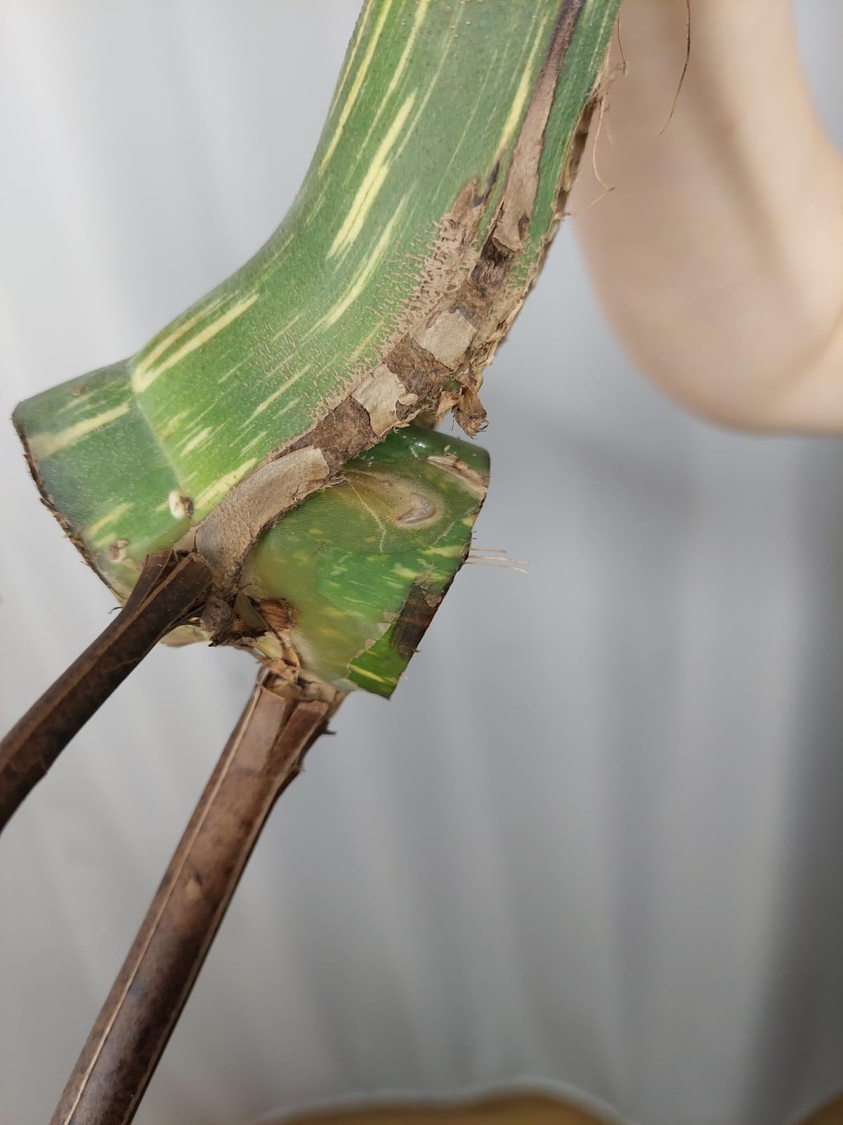 Monstera Thai Constellation XXL Steckling