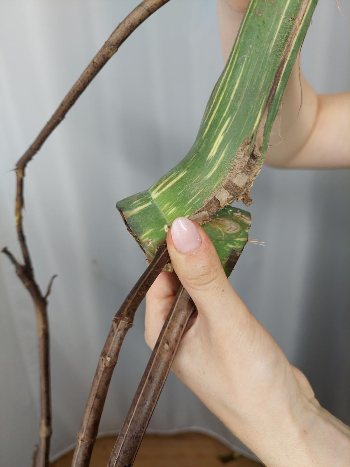 Monstera Thai Constellation XXL Steckling