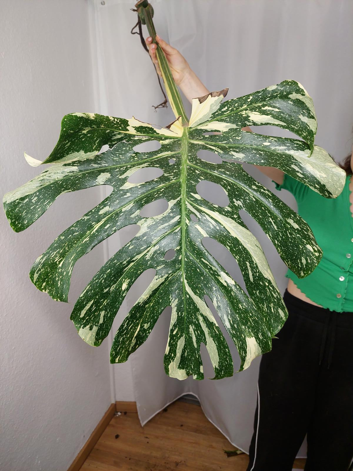 Monstera Thai Constellation XXL Steckling