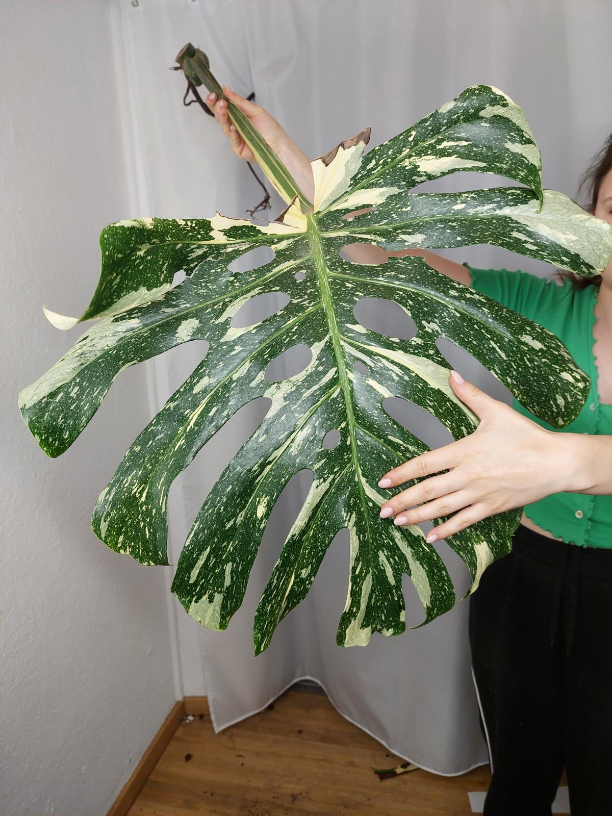 Monstera Thai Constellation XXL Steckling