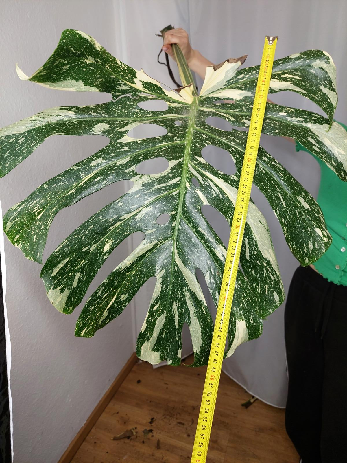 Monstera Thai Constellation XXL Steckling