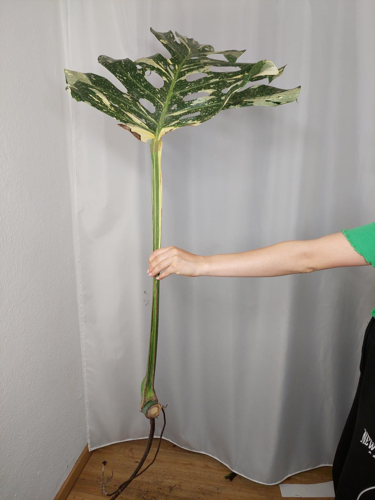 Monstera Thai Constellation XXL Steckling