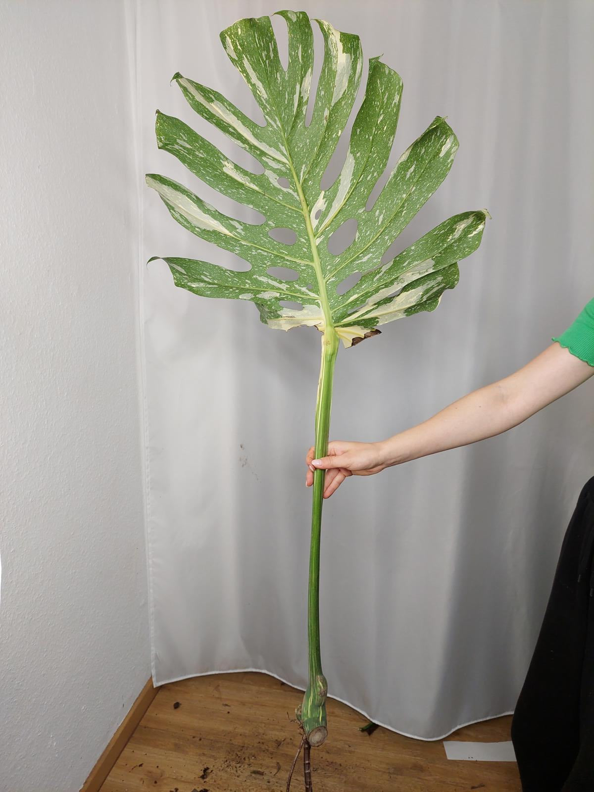 Monstera Thai Constellation XXL Steckling