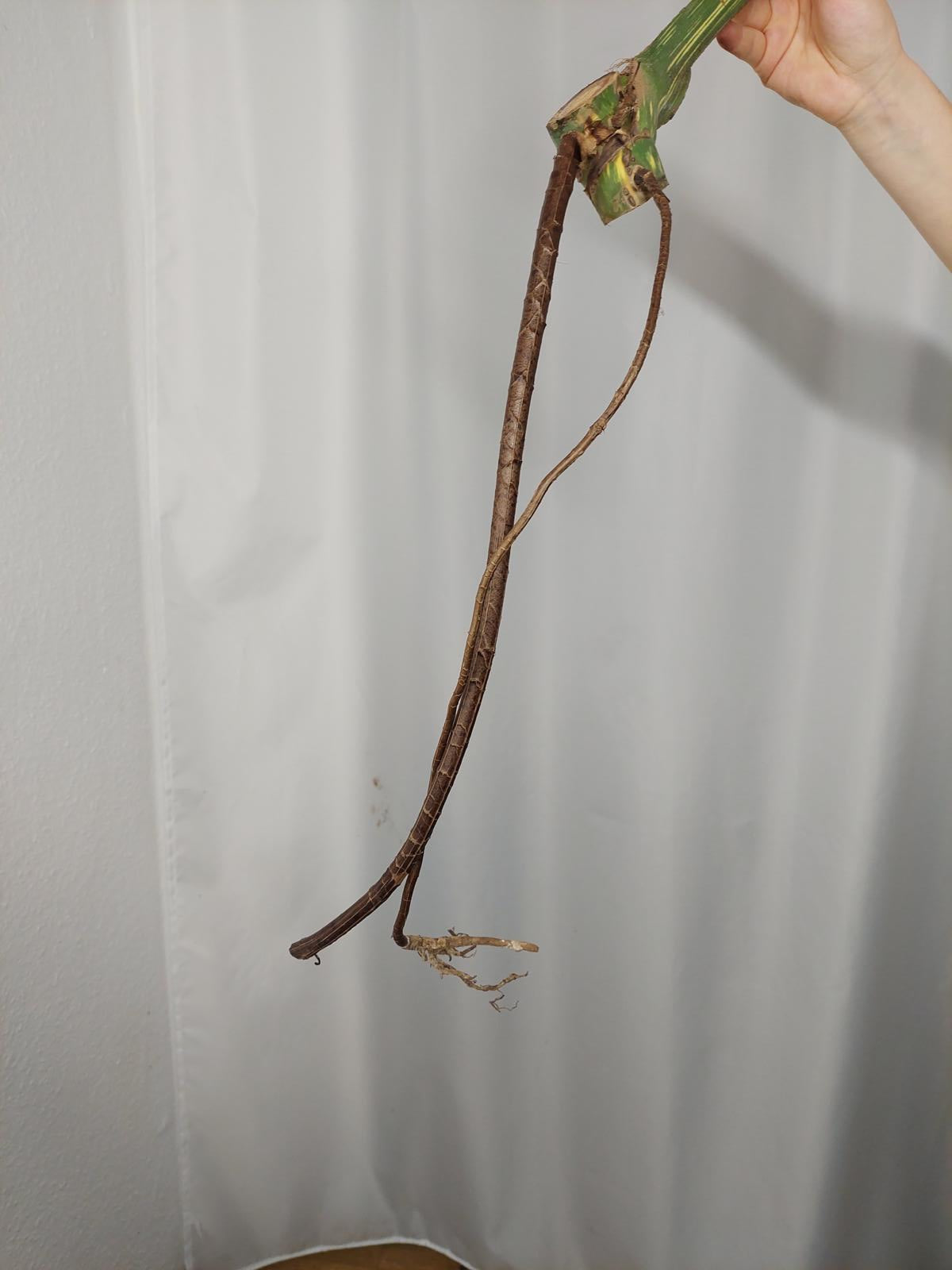Monstera Thai Constellation XXL Steckling