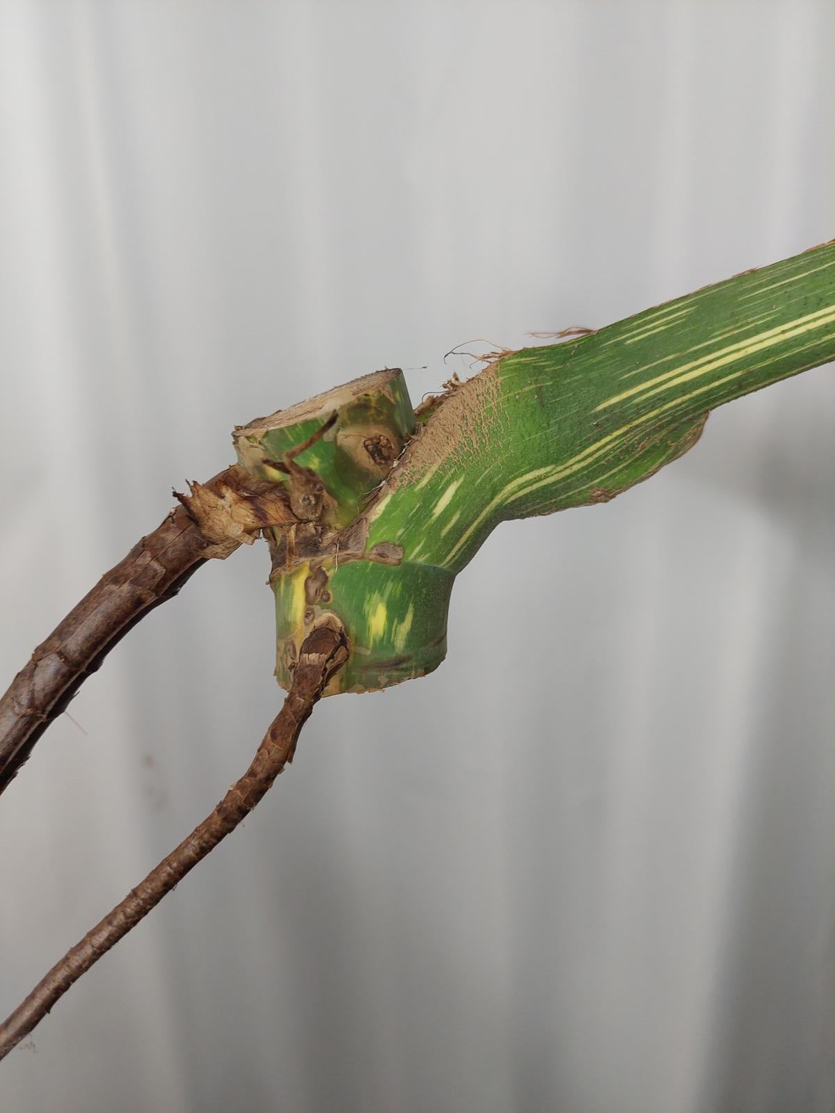 Monstera Thai Constellation XXL Steckling