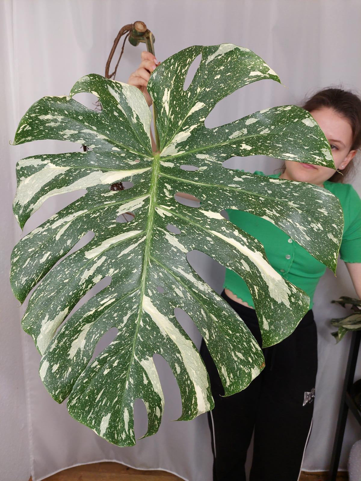 Monstera Thai Constellation XXL Steckling