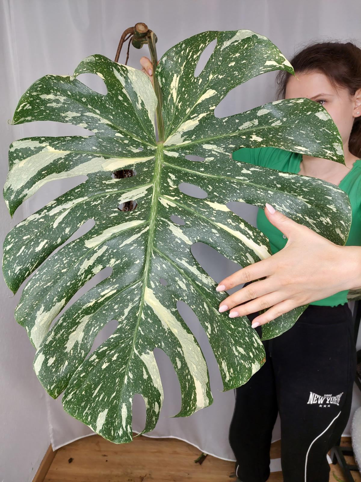 Monstera Thai Constellation XXL Steckling