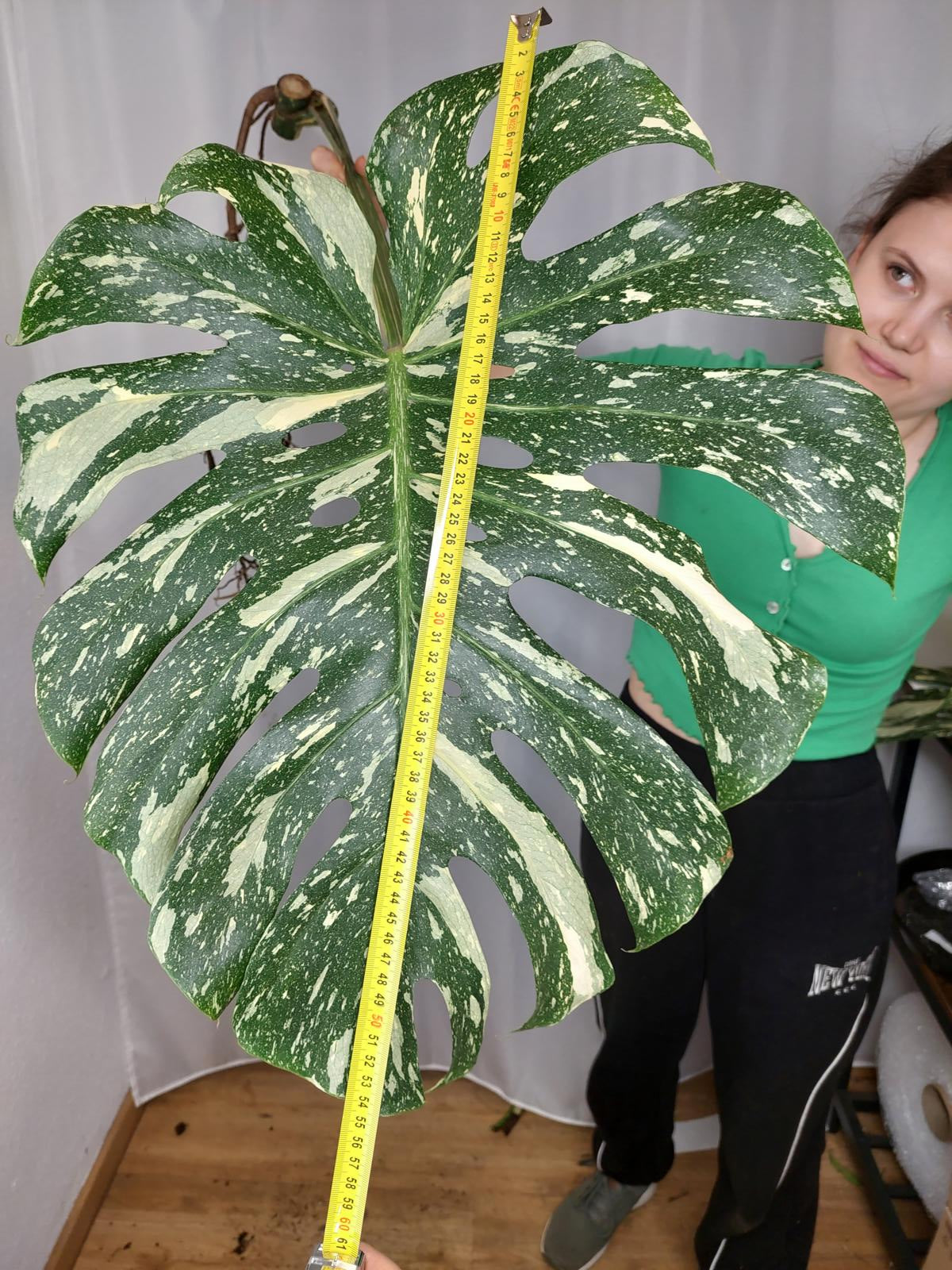 Monstera Thai Constellation XXL Steckling