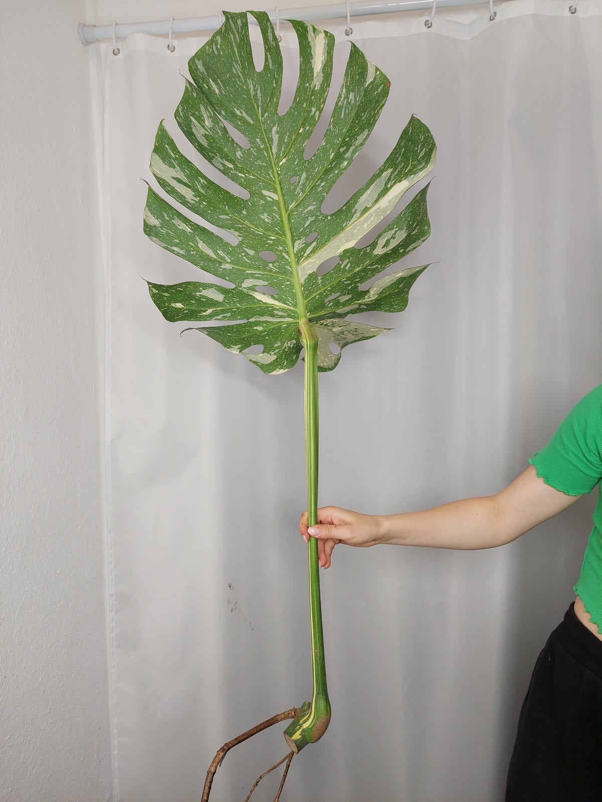 Monstera Thai Constellation XXL Steckling