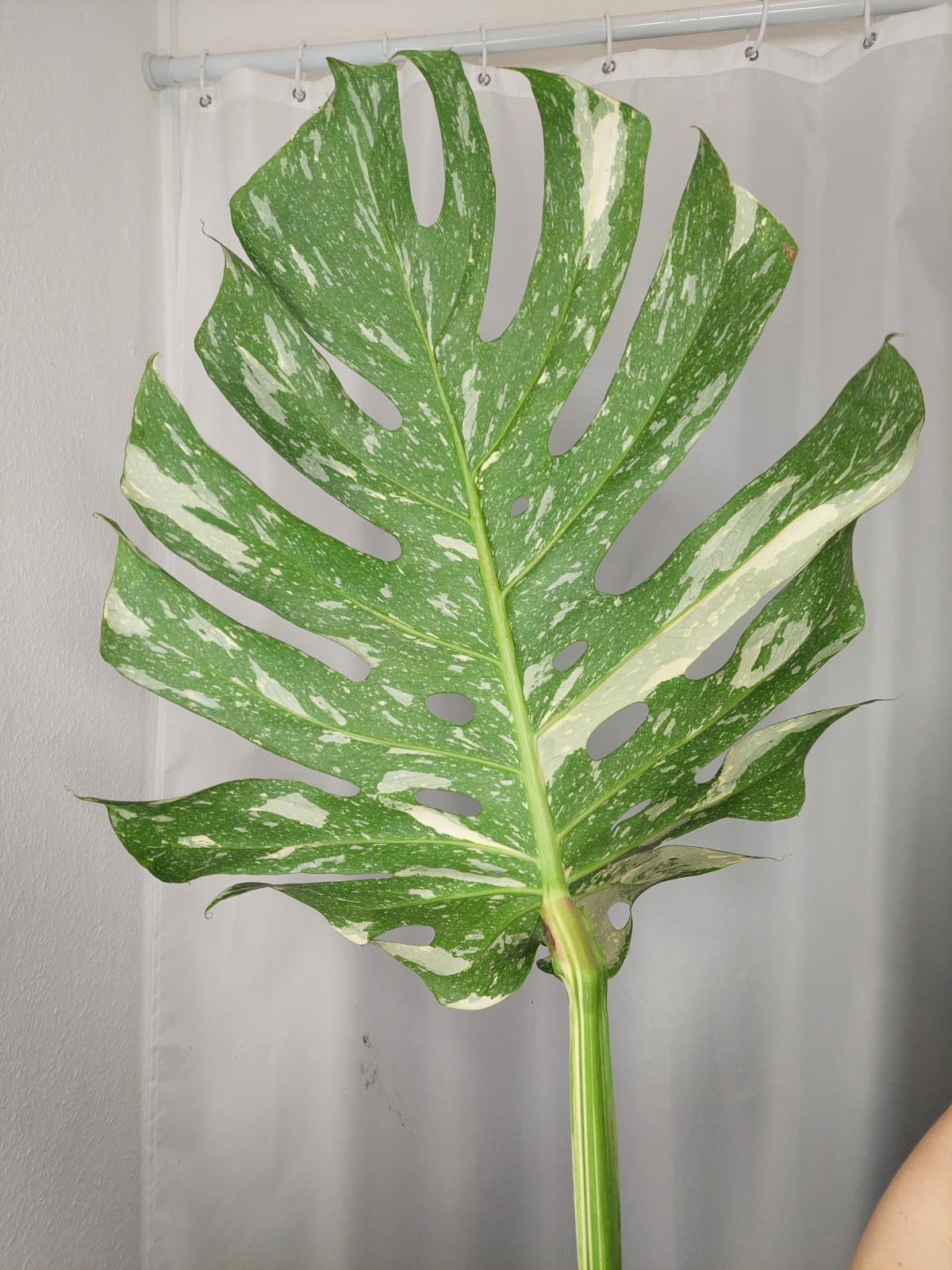 Monstera Thai Constellation XXL Steckling