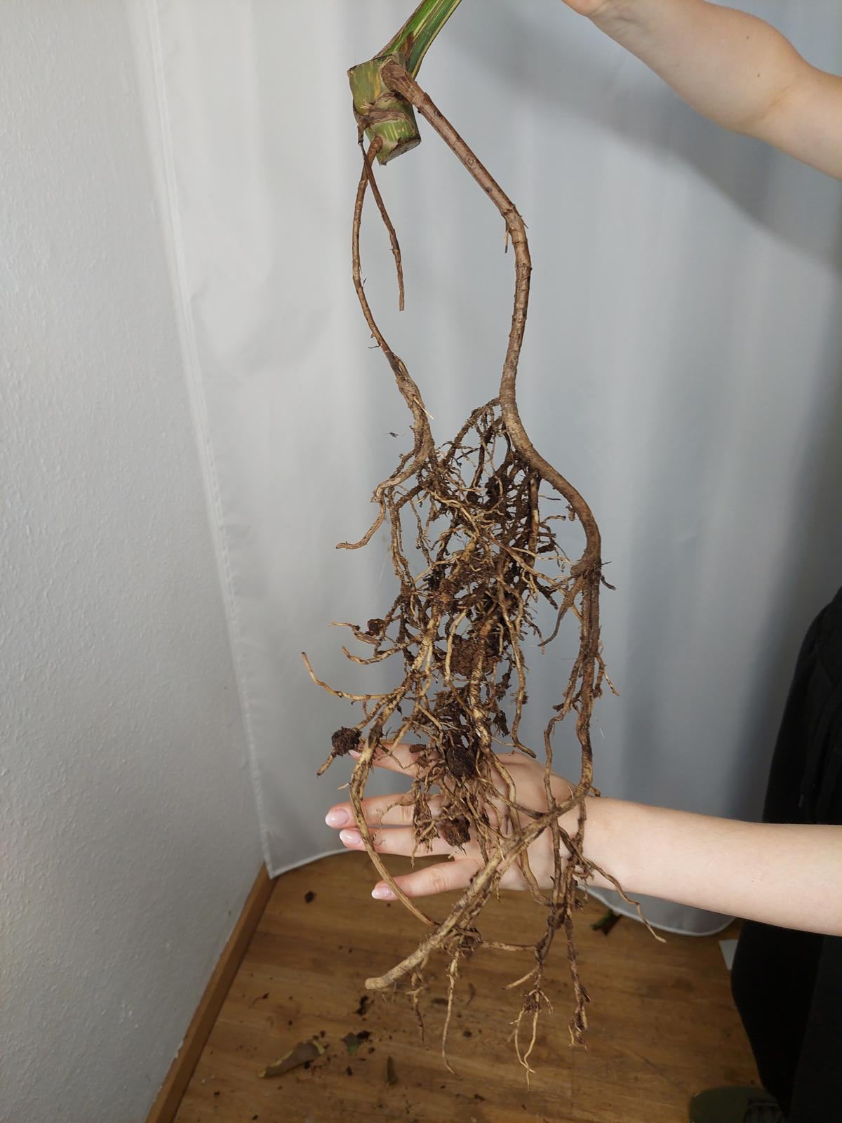 Monstera Thai Constellation XXL Steckling