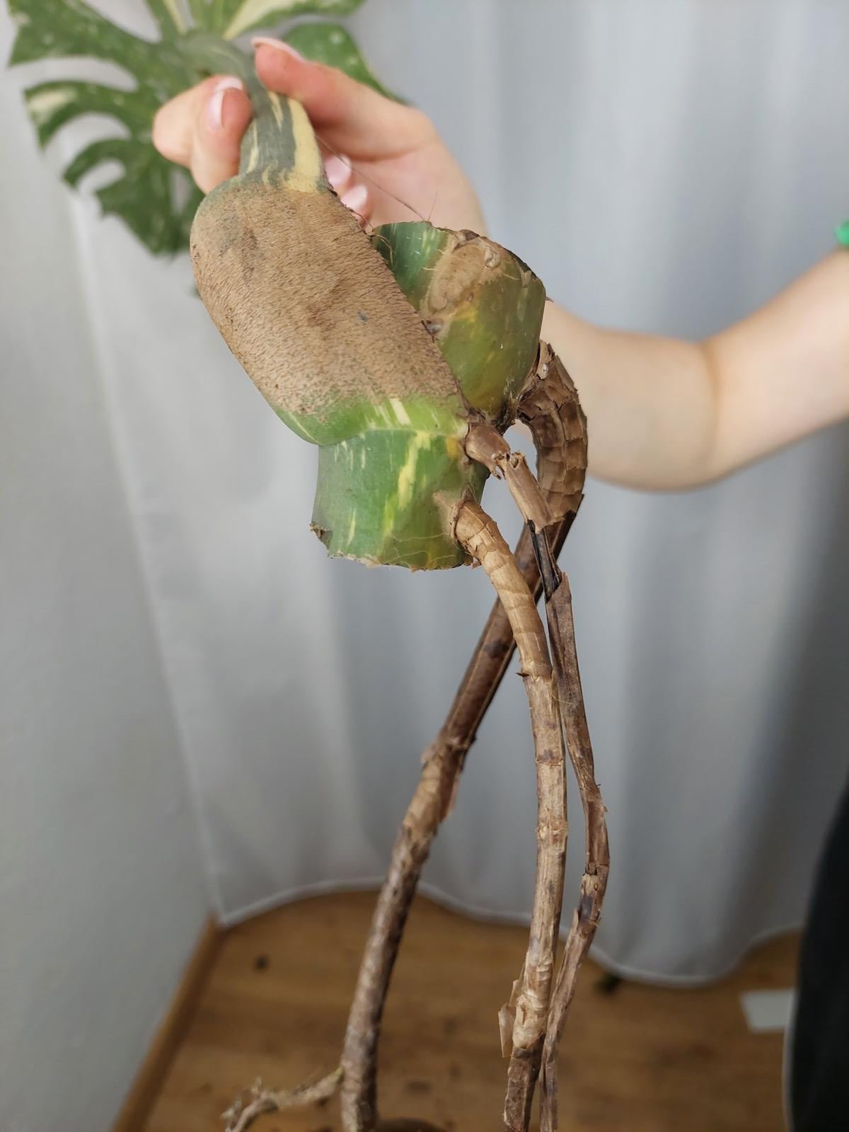 Monstera Thai Constellation XXL Steckling