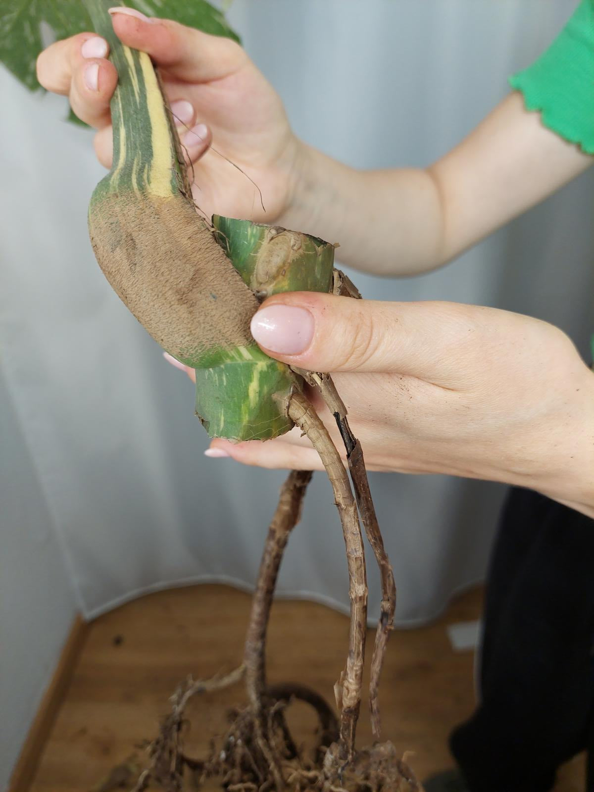 Monstera Thai Constellation XXL Steckling