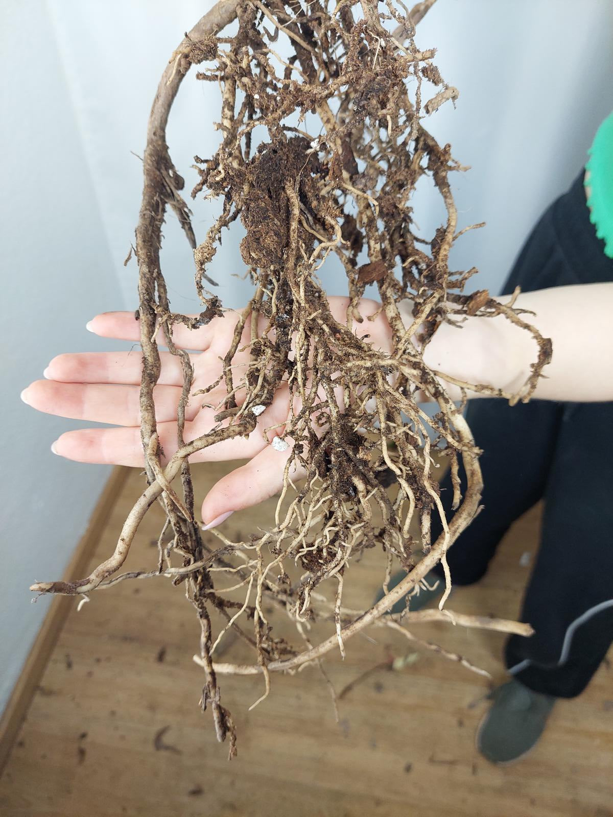 Monstera Thai Constellation XXL Steckling