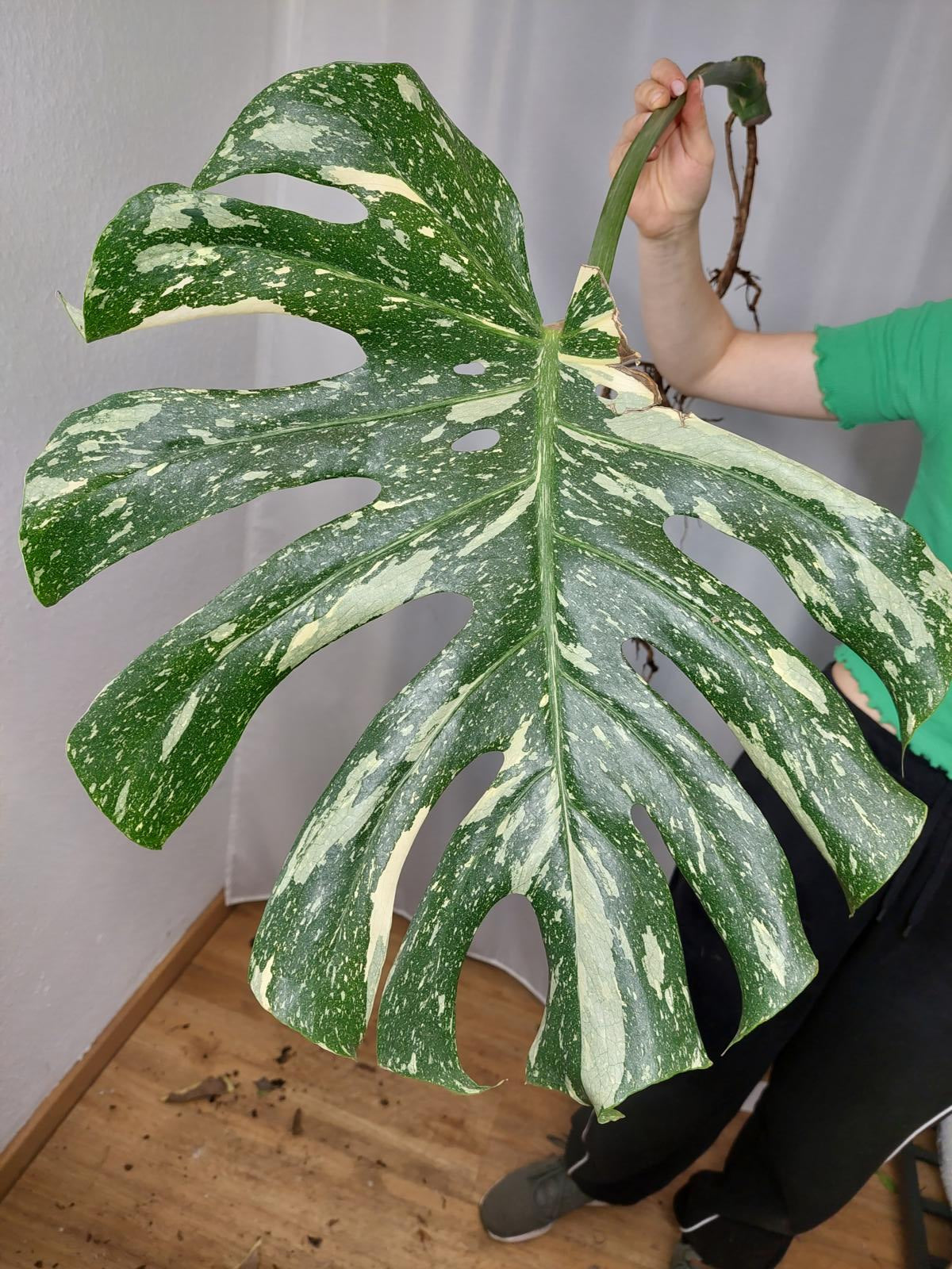 Monstera Thai Constellation XXL Steckling