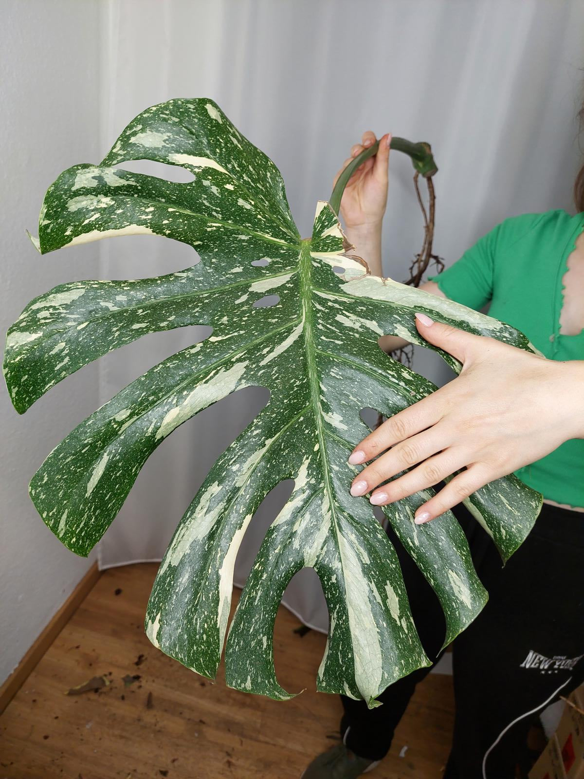 Monstera Thai Constellation XXL Steckling