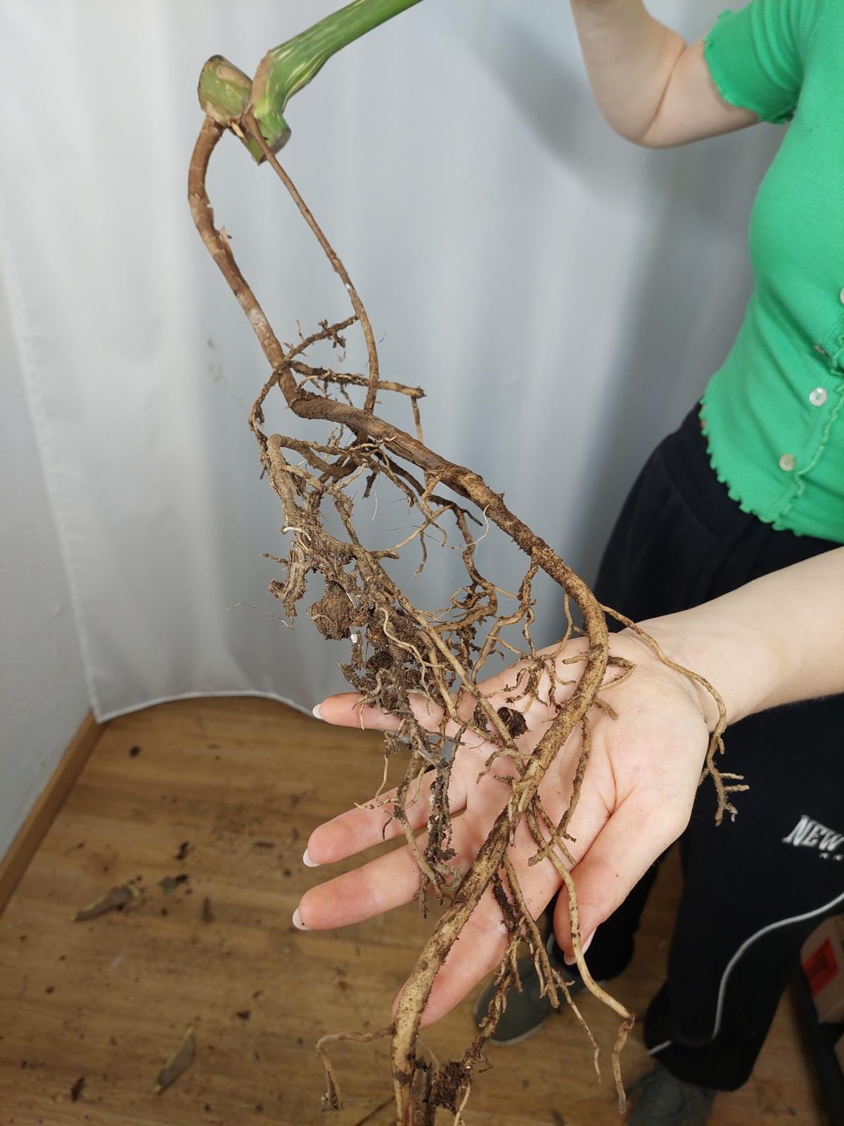 Monstera Thai Constellation XXL Steckling