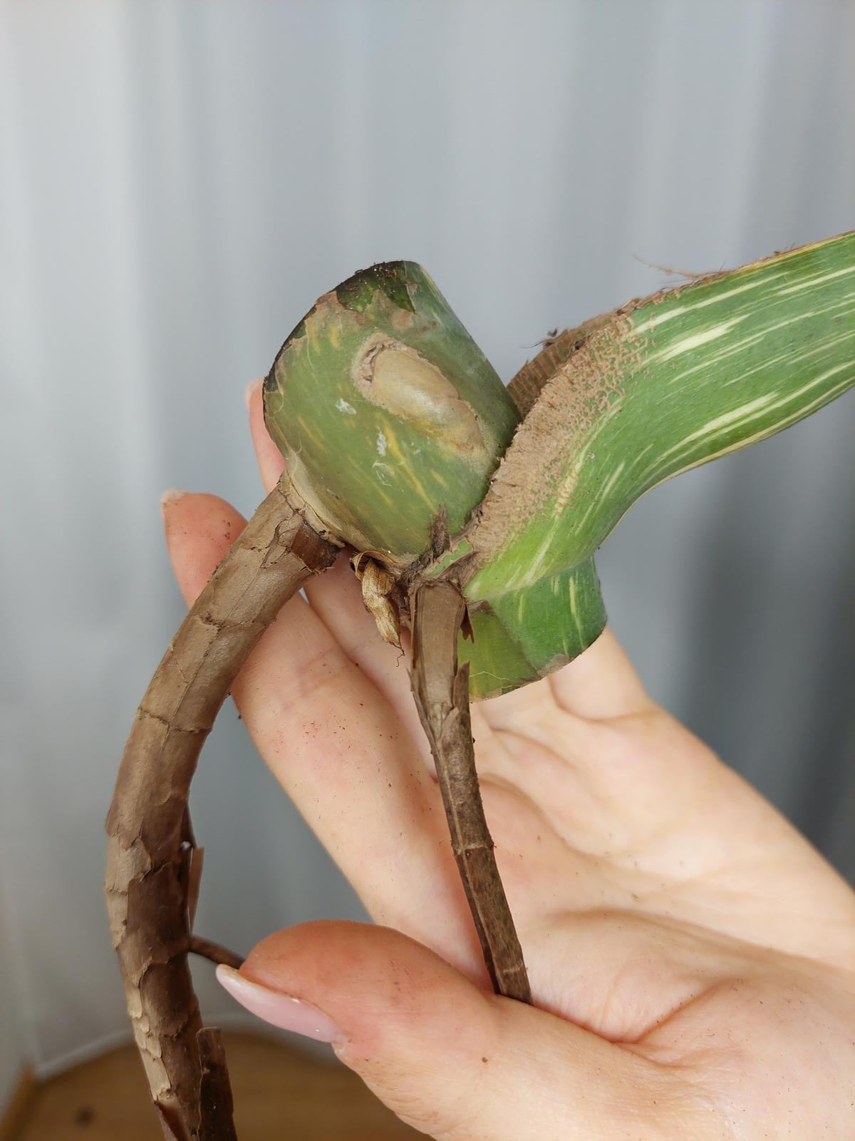 Monstera Thai Constellation XXL Steckling