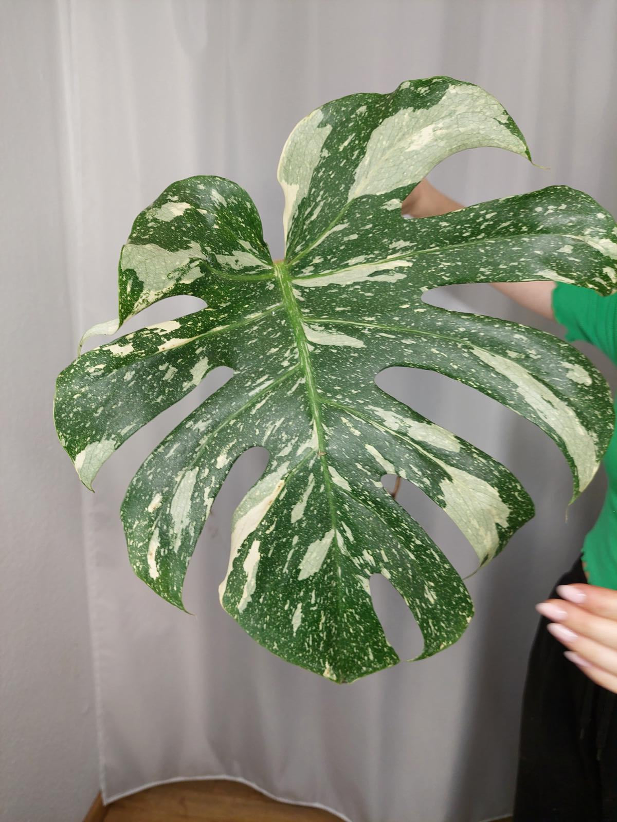 Monstera Thai Constellation XXL Steckling