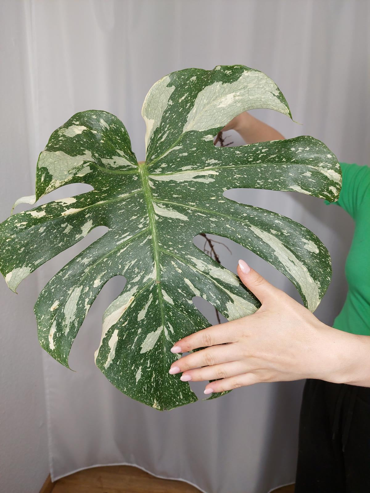 Monstera Thai Constellation XXL Steckling