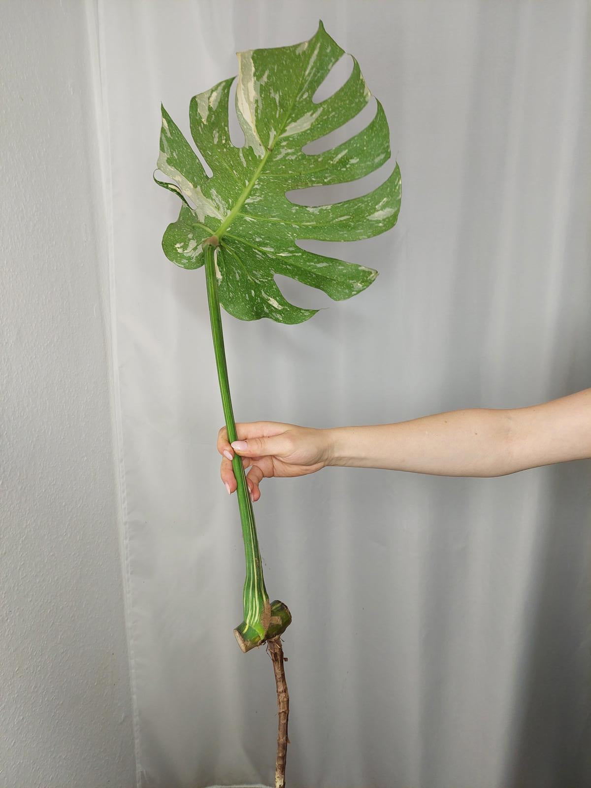 Monstera Thai Constellation XXL Steckling