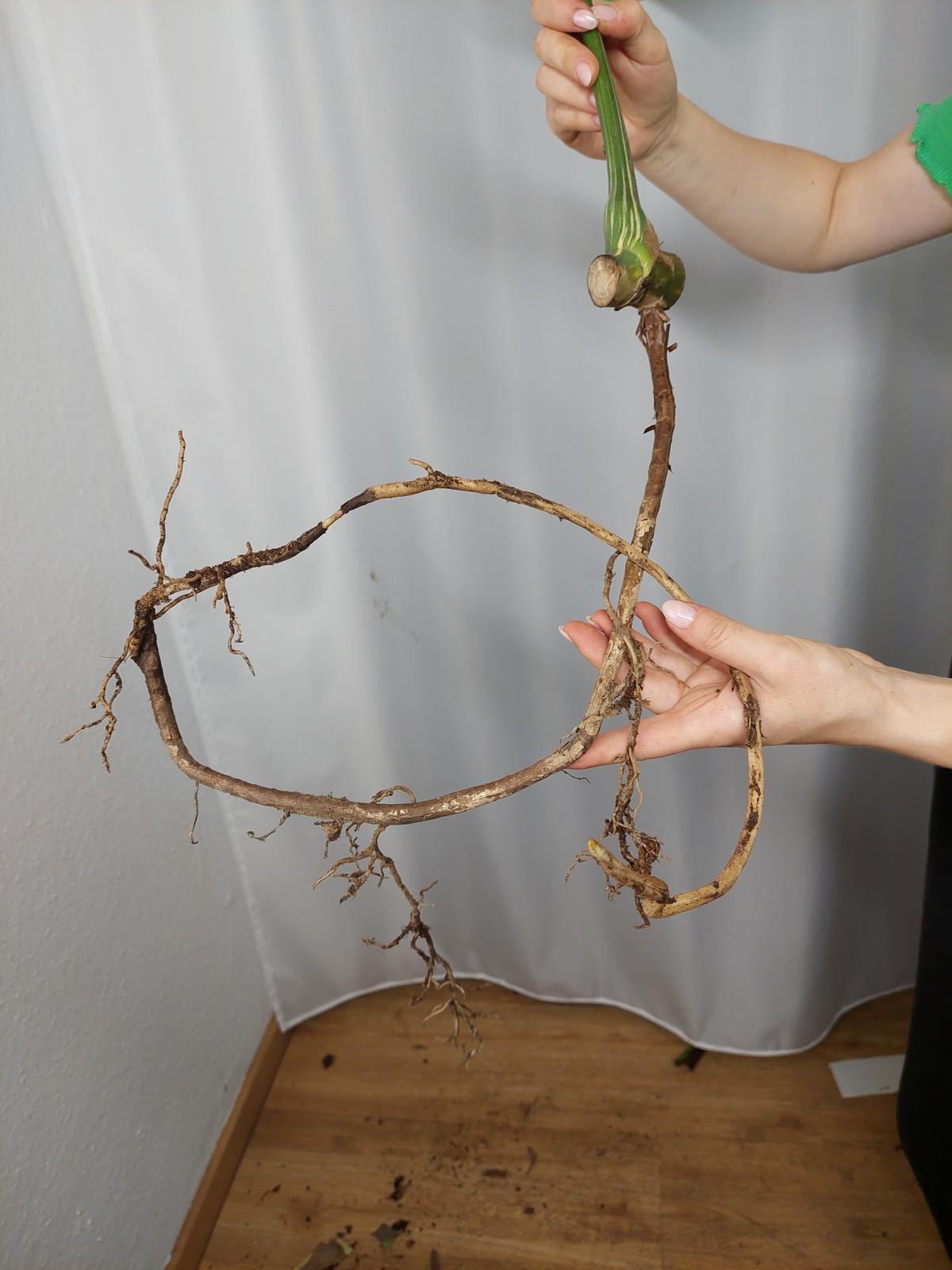 Monstera Thai Constellation XXL Steckling