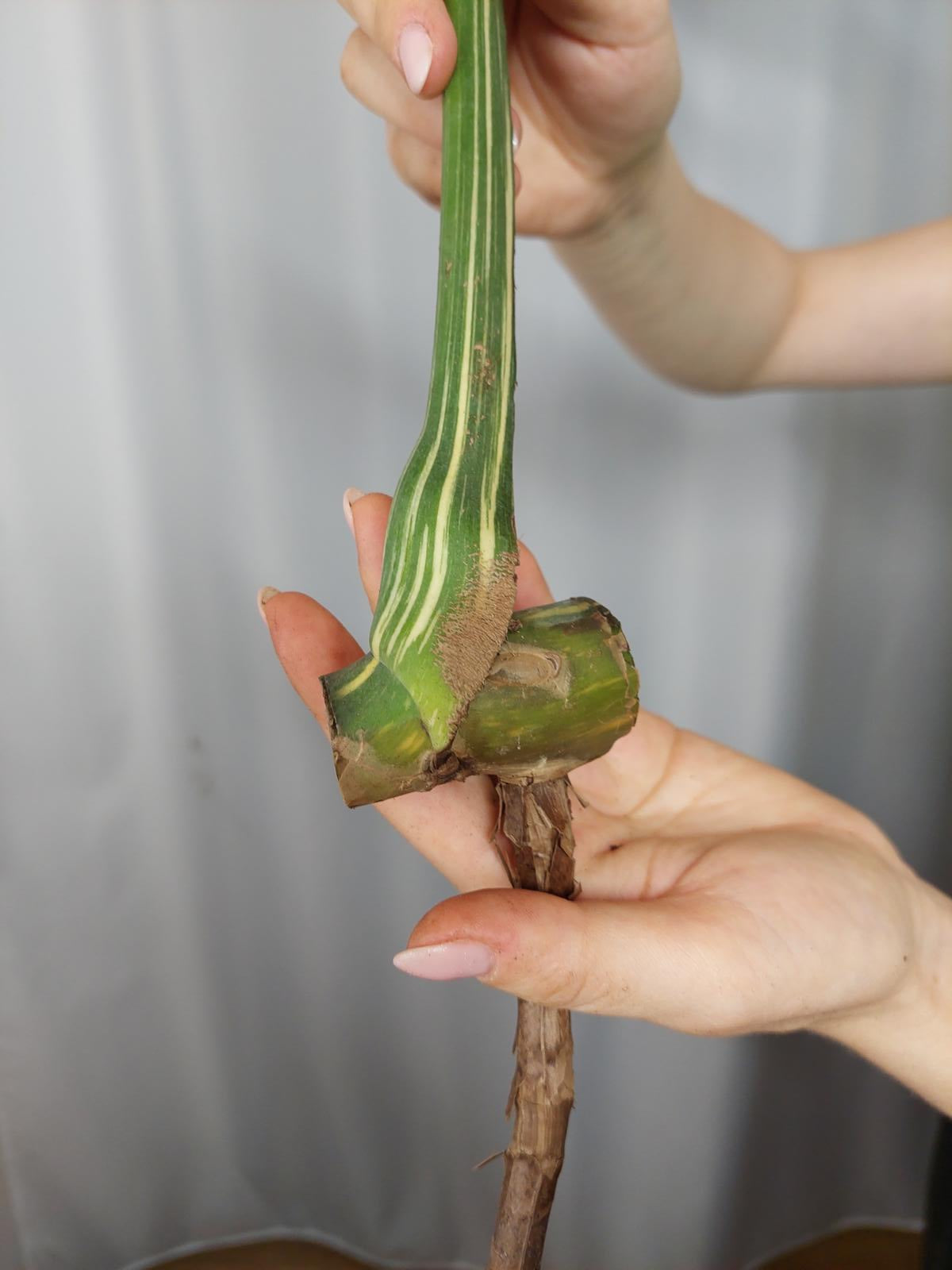 Monstera Thai Constellation XXL Steckling