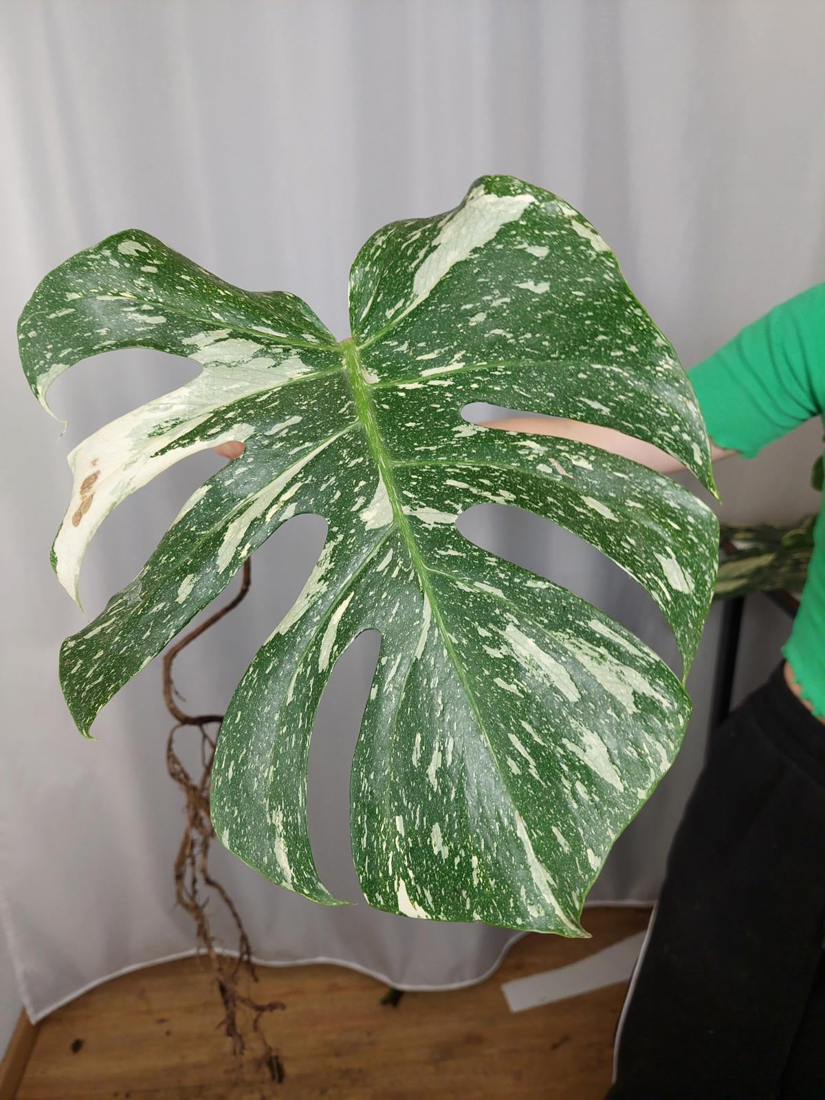 Monstera Thai Constellation XXL Steckling