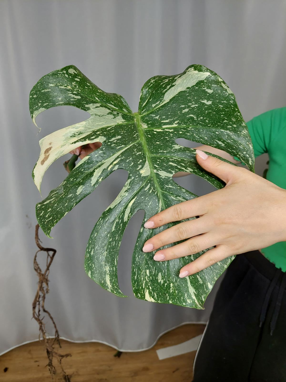 Monstera Thai Constellation XXL Steckling