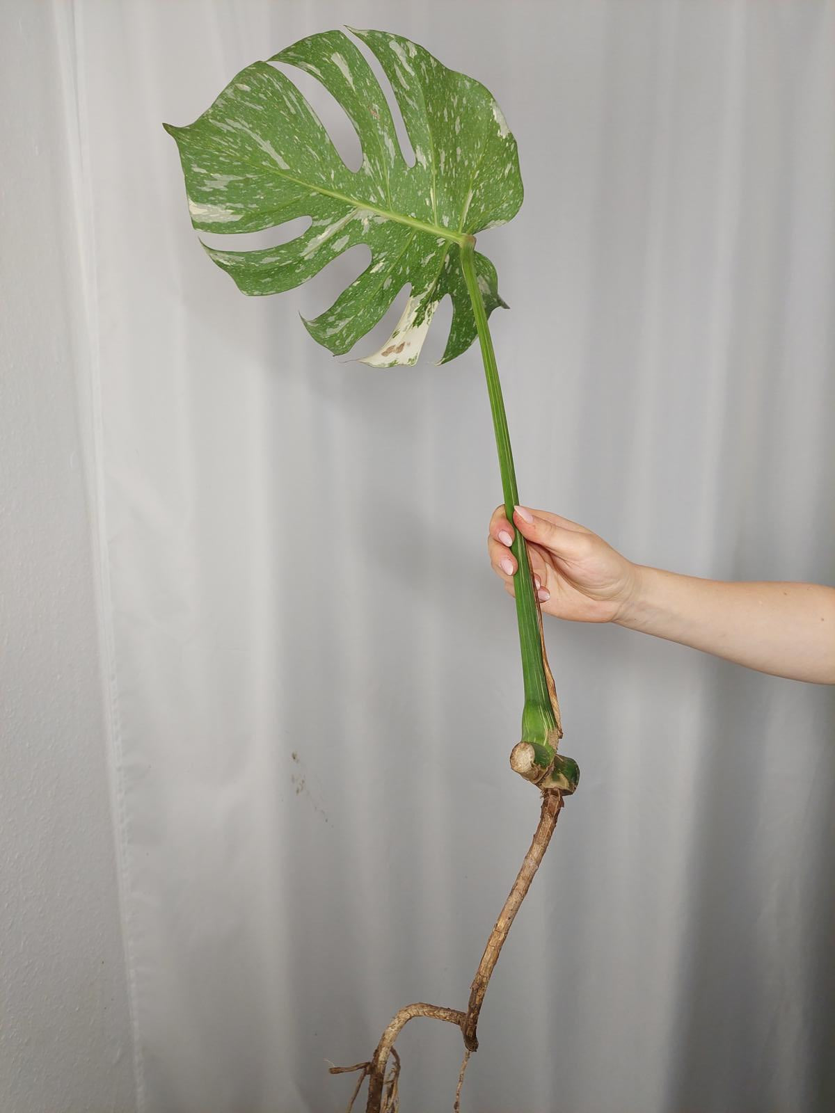 Monstera Thai Constellation XXL Steckling