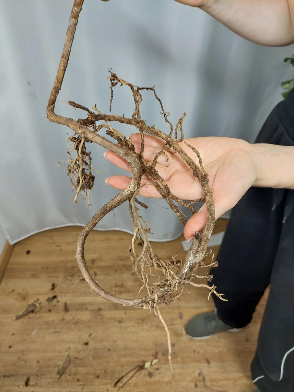 Monstera Thai Constellation XXL Steckling