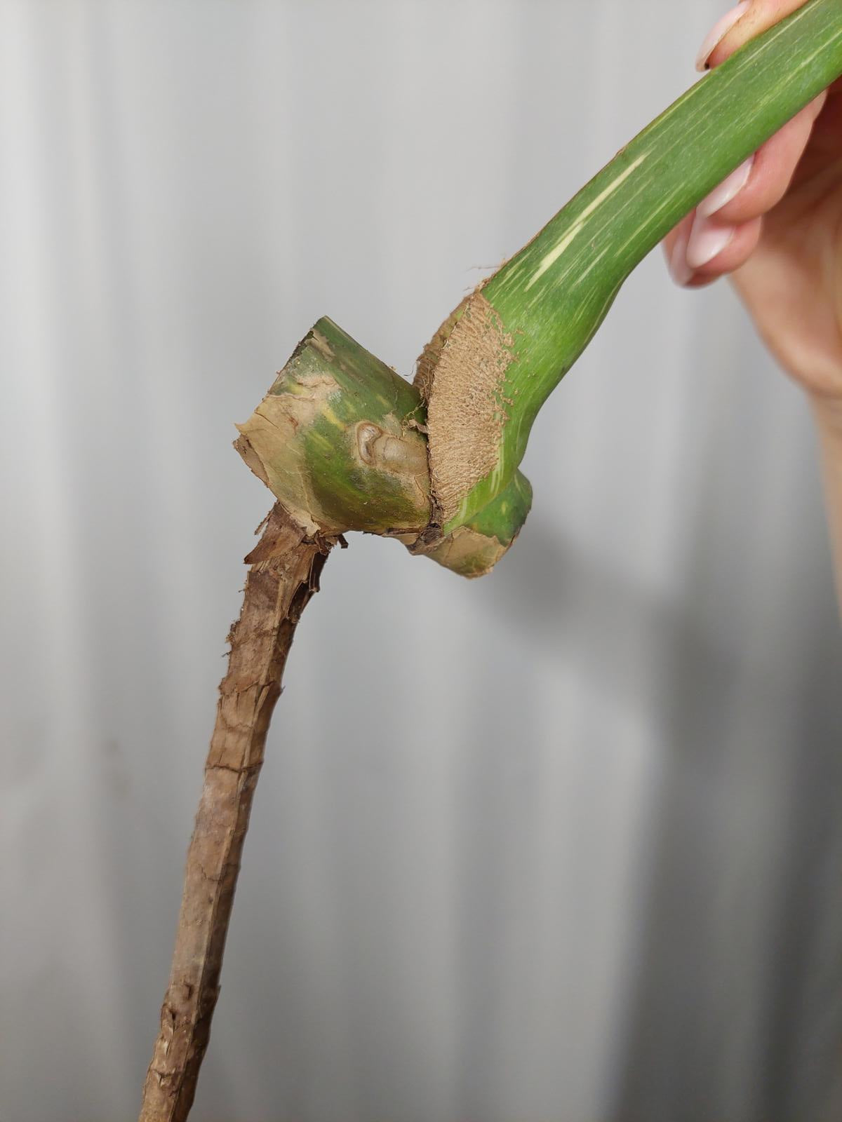 Monstera Thai Constellation XXL Steckling